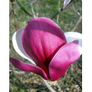 Магнолія Пікардс Рубі продам саджанець, висота 150+ см, продам магнолію Pickard's Ruby