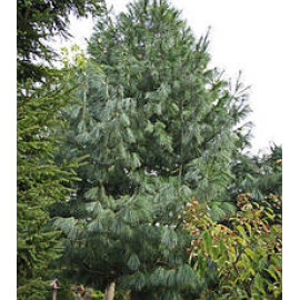 Сосна гімалайська продам саджанець, висота 20 см, продам саджанець Pinus wallichiana