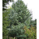 Сосна гімалайська продам саджанець, висота 20 см, продам саджанець Pinus wallichiana
