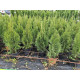 Туя Смарагд продам саджанець, висота 50-60 см, продам тую Smaragd