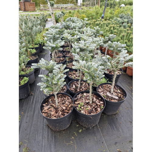 Ялиця Айсбрекер продам саджанець, висота 30-40 см, продам ялицю Icebreaker