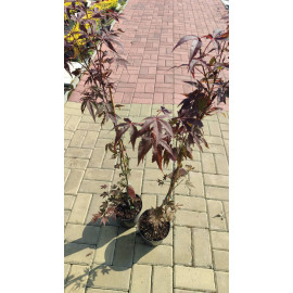 Клен Атропурпуреум продам саджанець, висота 100+ см, продам саджанець клену Atropurpureum
