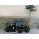 Ялина Глаука Глобоза продам саджанець, висота 30 см, продам ялину Glauca Globosa